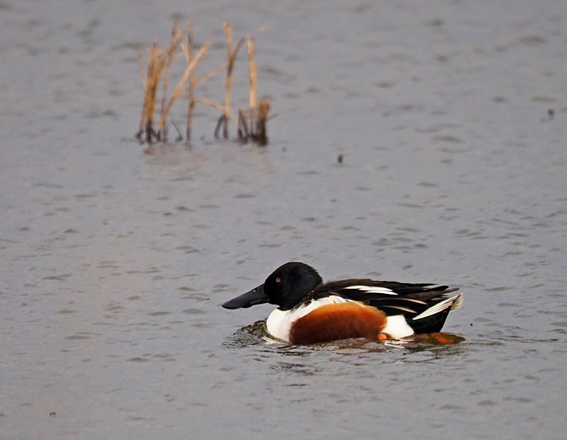 Shoveler - Dabbling ducks