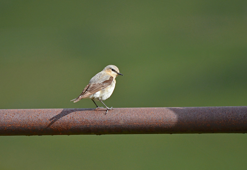 Northern Wheatear - Chats