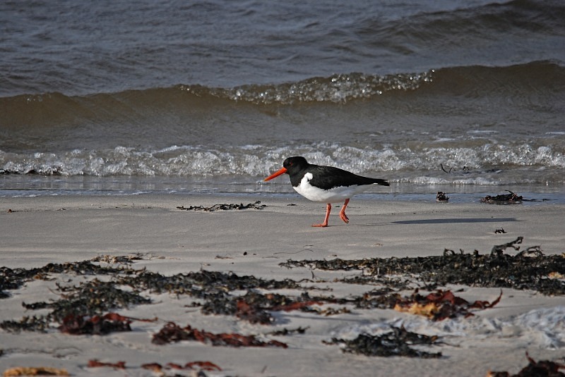 Oystercatcher - North Finland and north Norway - May and June 2009