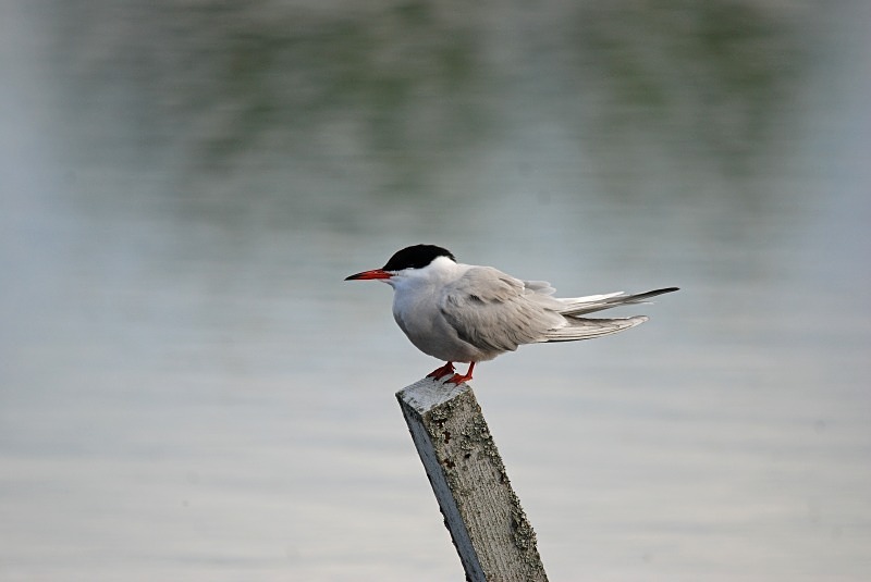Common Tern - North Finland and north Norway - May and June 2009