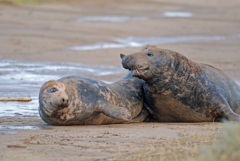 Atlantic Grey Seal - Atlantic Grey Seals