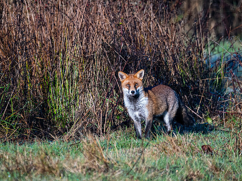 Red Fox - Latest photos