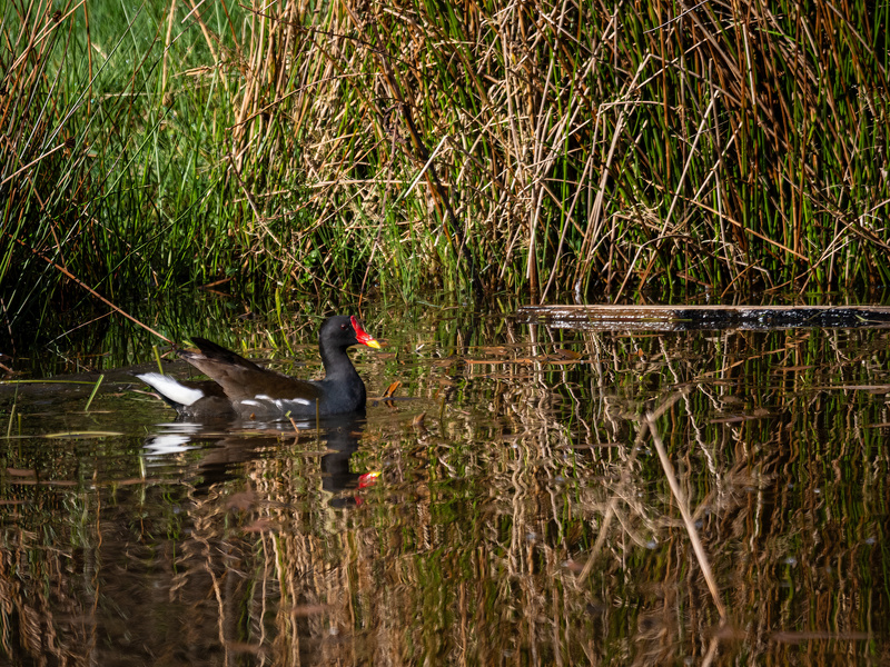 Moorhen - Latest photos