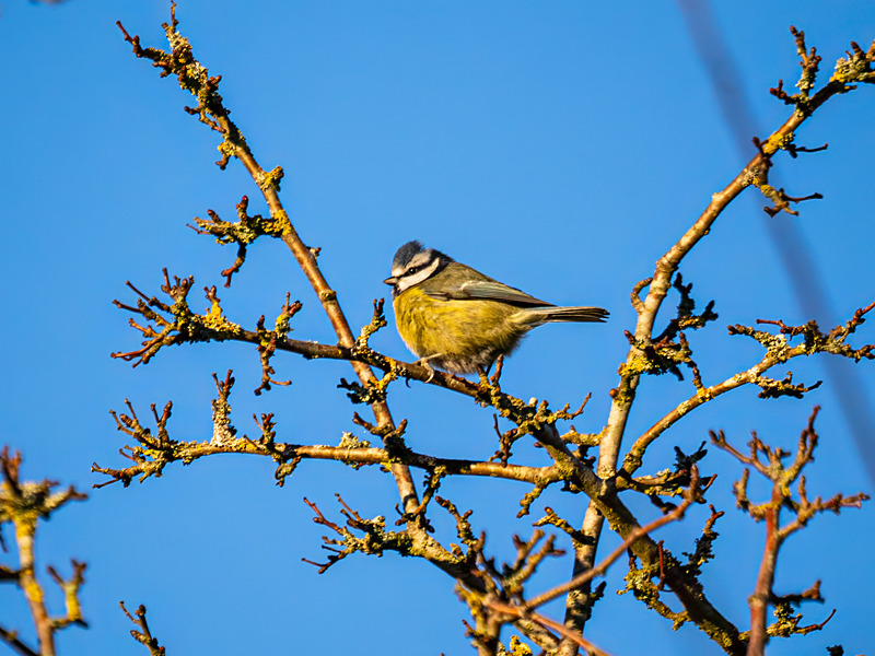 Blue Tit - Latest photos