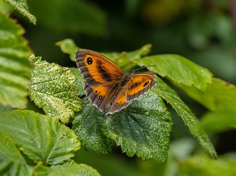 Gatekeeper - Butterflies