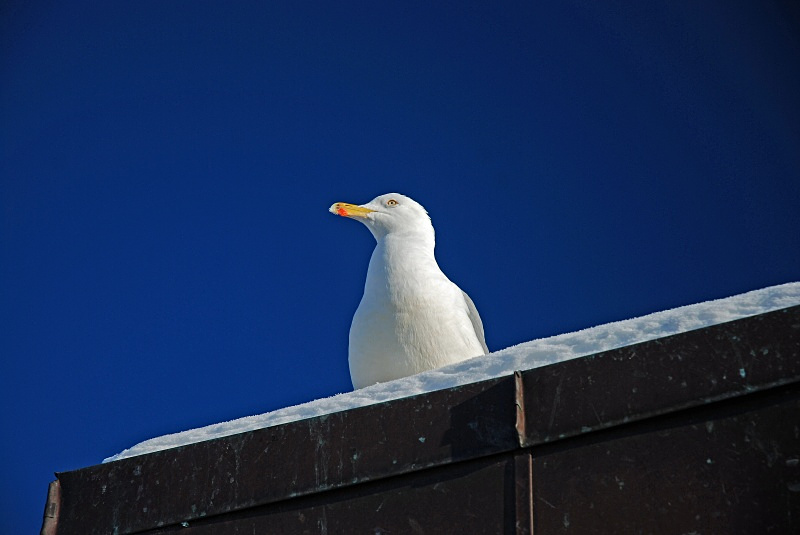 Herring Gull - Bergen and Oslo