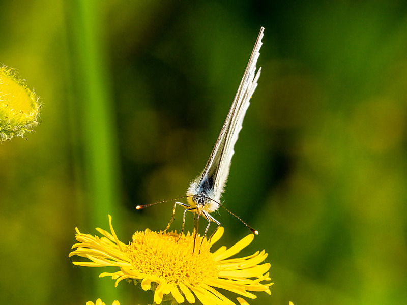 Small White - Latest photos
