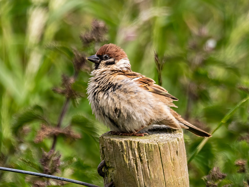 Tree Sparrow - Latest photos
