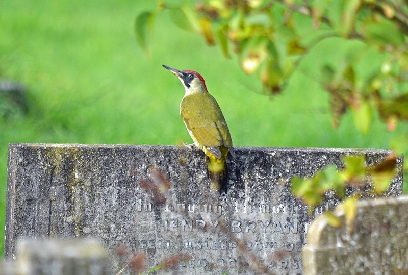 Green Woodpecker - Woodpeckers