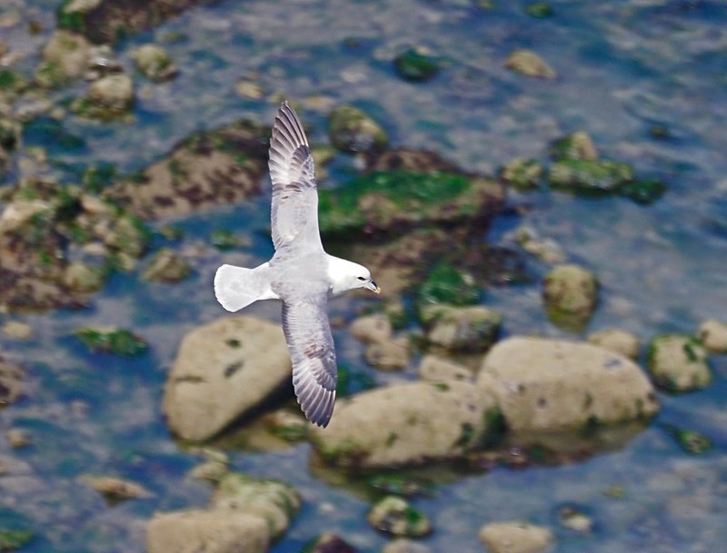 Fulmar - Fulmars