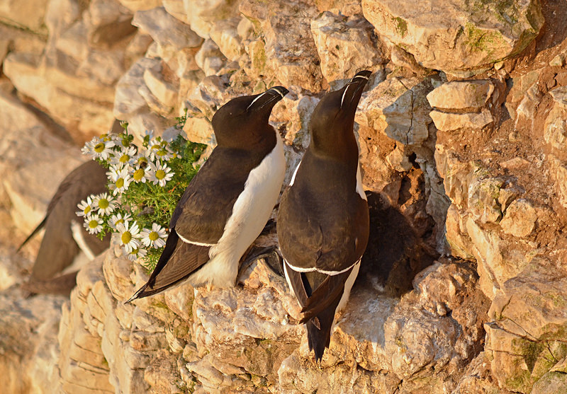Razorbills - Auks
