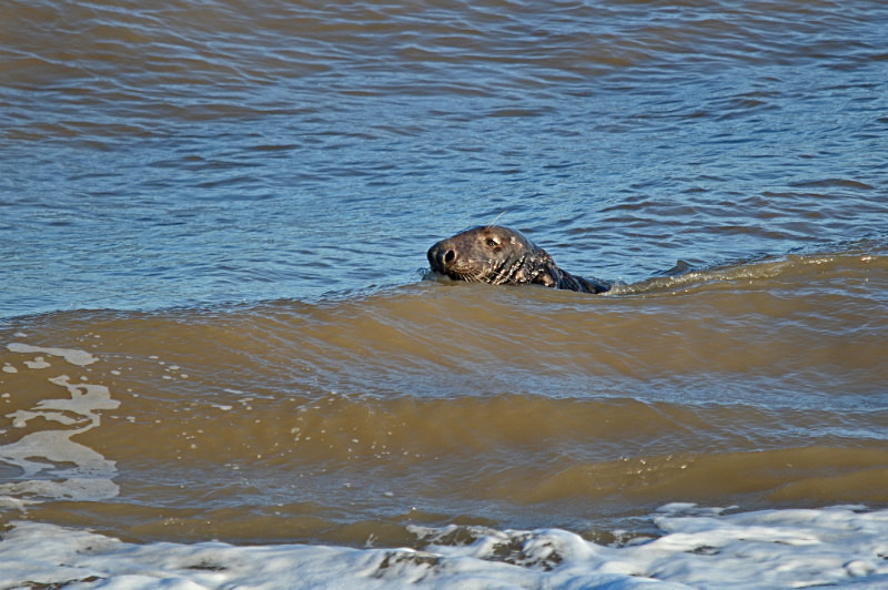 Atlantic Grey Seal - Atlantic Grey Seals