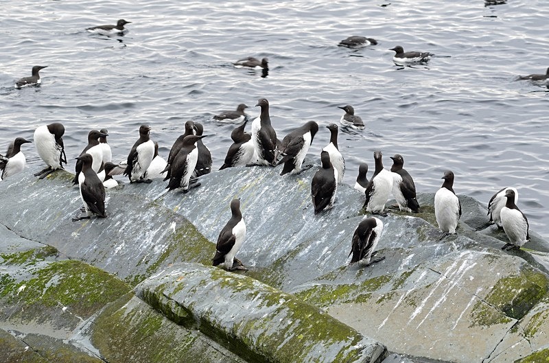 Common Guillemots - North Norway