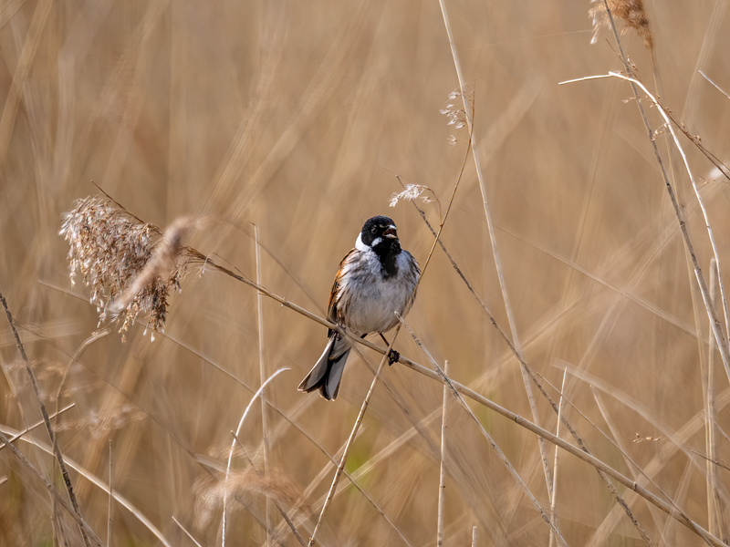 Reed Bunting - Latest photos