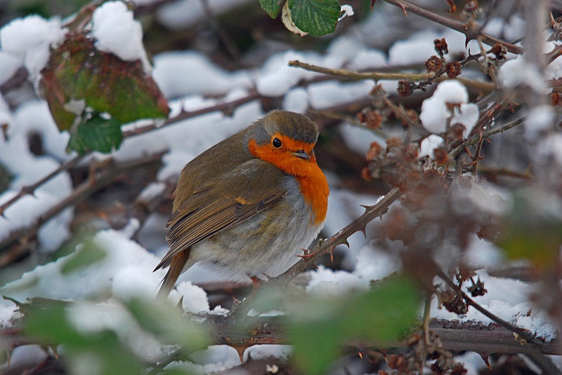 Robin - Robins