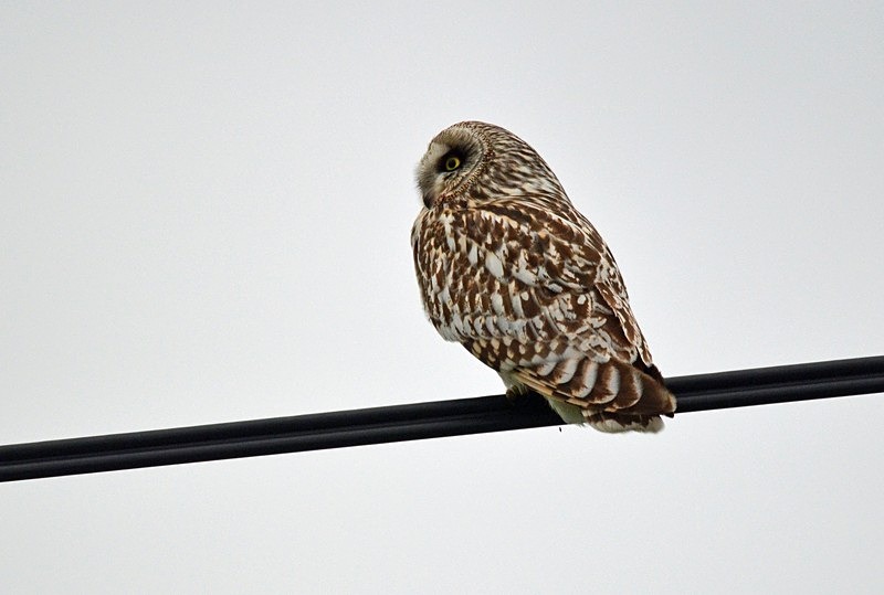 Short-eared Owl - North Norway