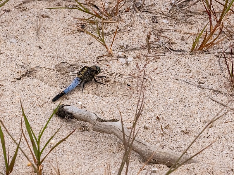 Black-tailed Skimmer - Dragonflies and damselflies
