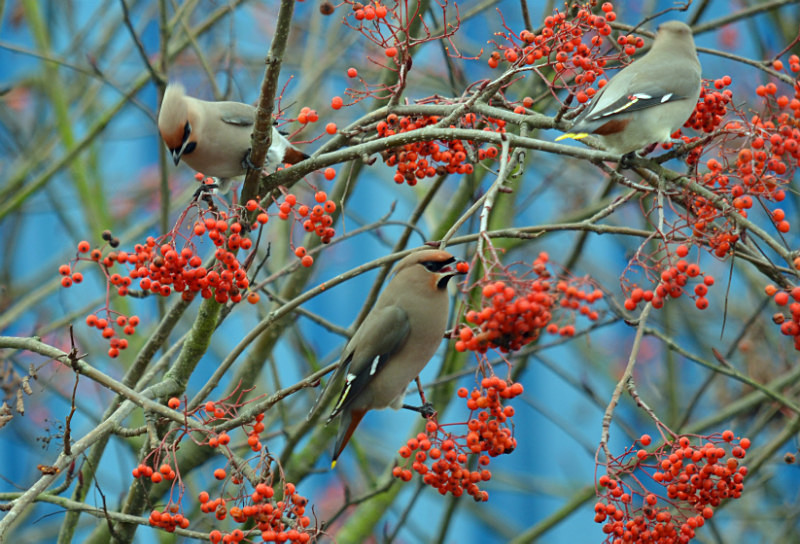 Waxwings - Waxwings