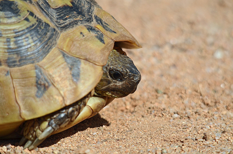 Hermann's Tortoise - West Macedonia