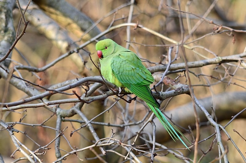 Ring-necked Parakeet - Parakeets