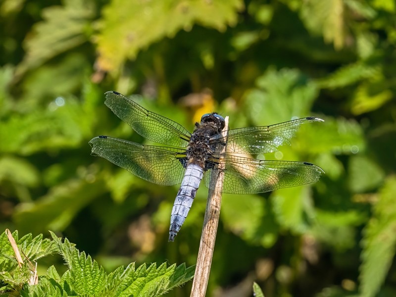 Scarce Chaser - Dragonflies and damselflies
