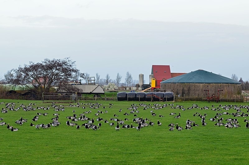 Barnacle Geese - Netherlands - December 2019
