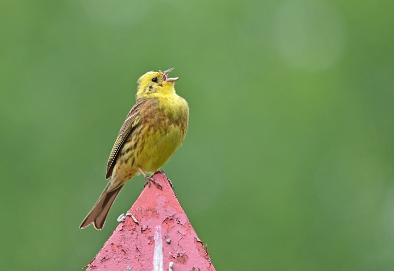 Yellowhammer - North east Poland - May 2013