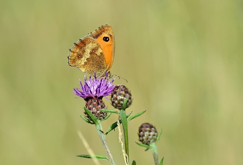 Gatekeeper - Butterflies