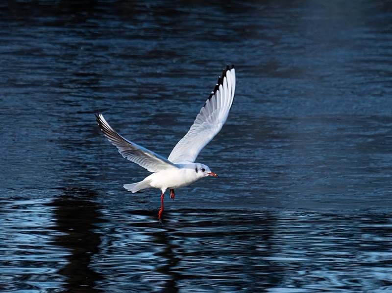 Black-headed Gull - Gulls