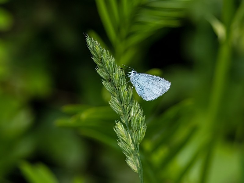 Holly Blue - Butterflies