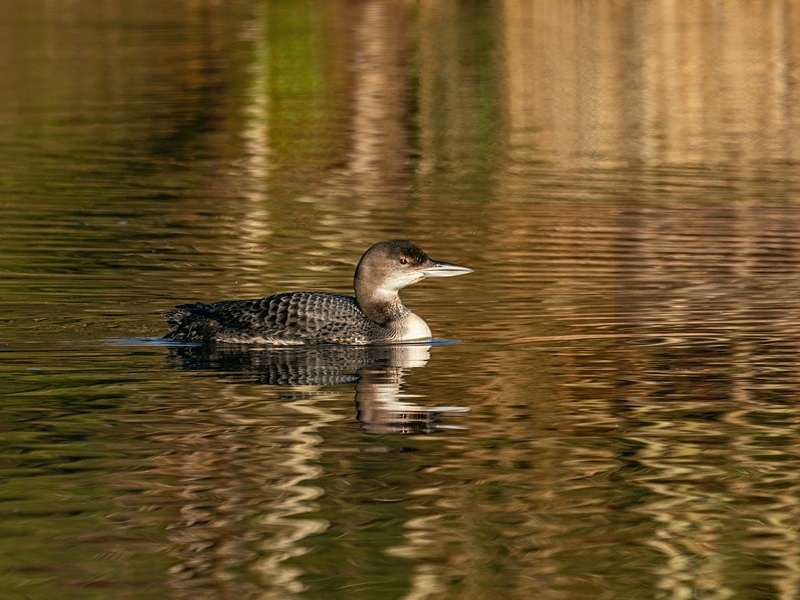 Great Northern Diver - Latest photos
