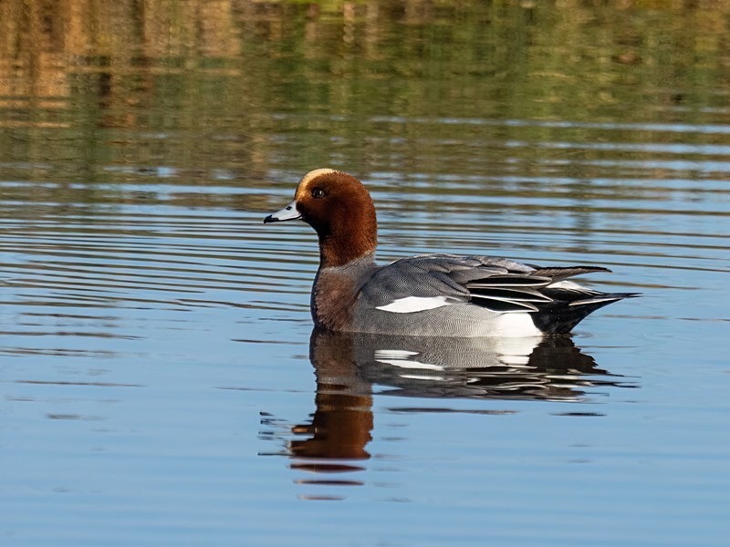 Wigeon - Dabbling ducks