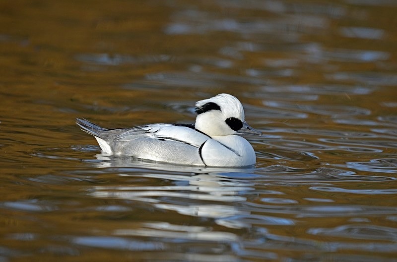 Smew - Sawbills