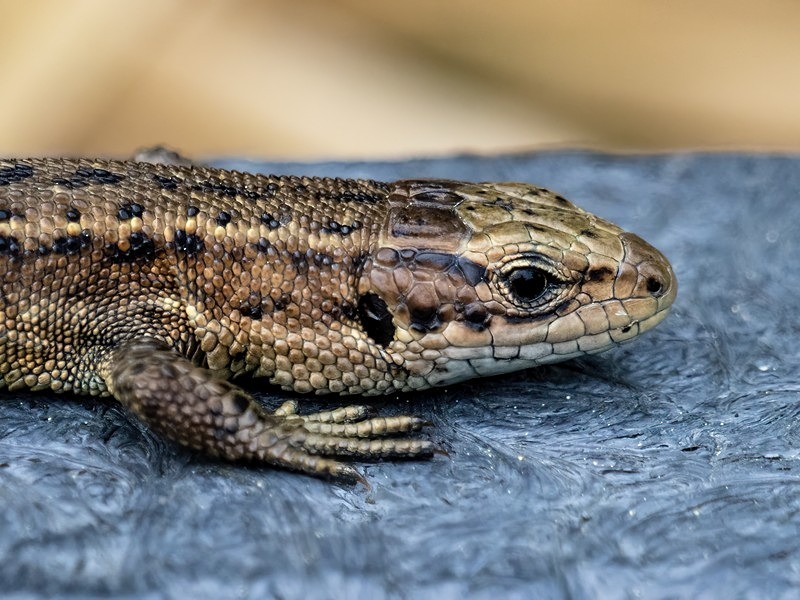 Common Lizard - Lizards