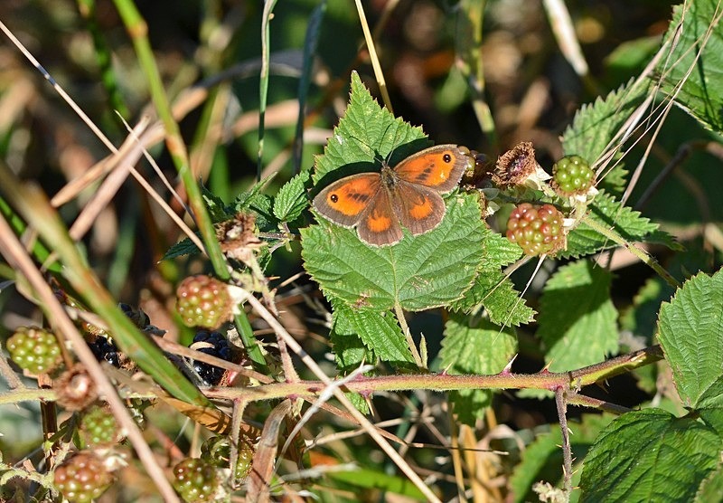 Gatekeeper - Butterflies