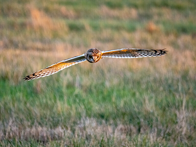 Short-eared Owl - Latest photos