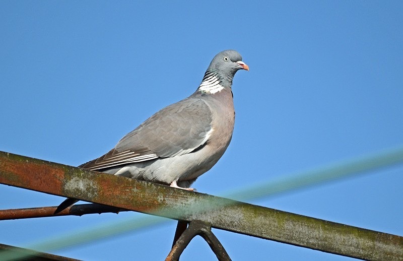 Woodpigeon - Pigeons and doves