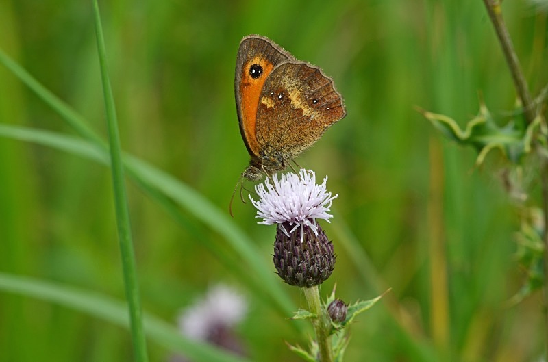 Gatekeeper - Butterflies