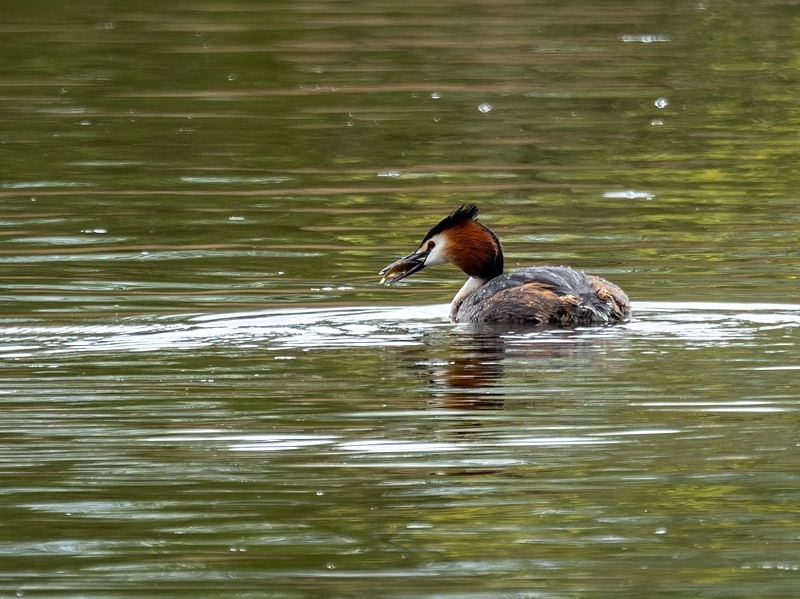 Great Crested Grebe - Grebes