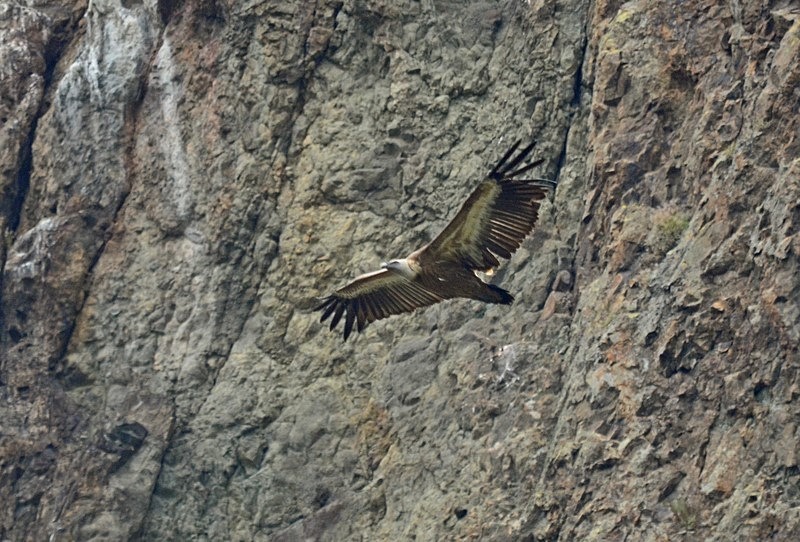 Griffon Vulture - Bulgaria