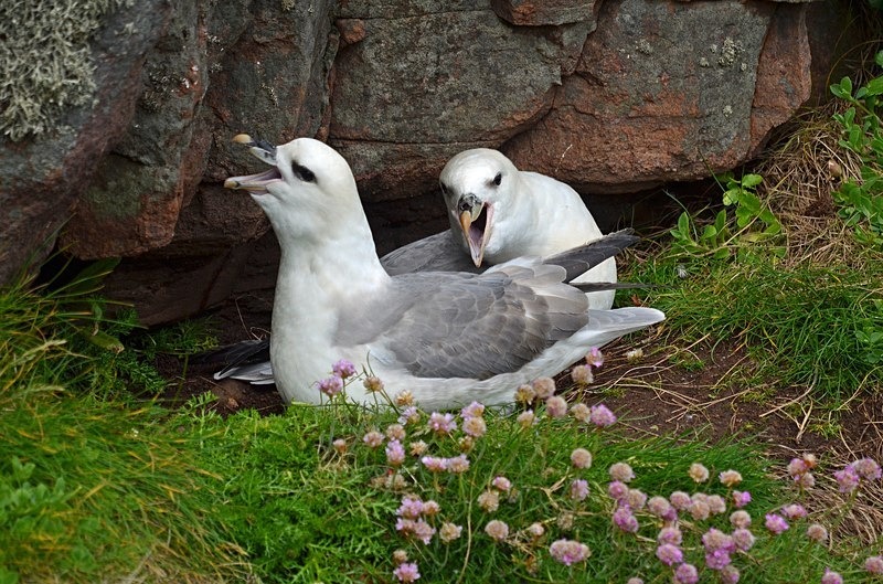 Fulmars - Fulmars