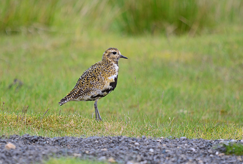 Golden Plover - Plovers