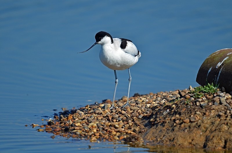 Avocet - Avocets and stilts