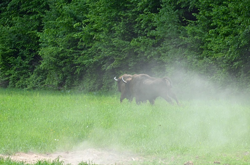 European Bison - North east Poland - May 2013