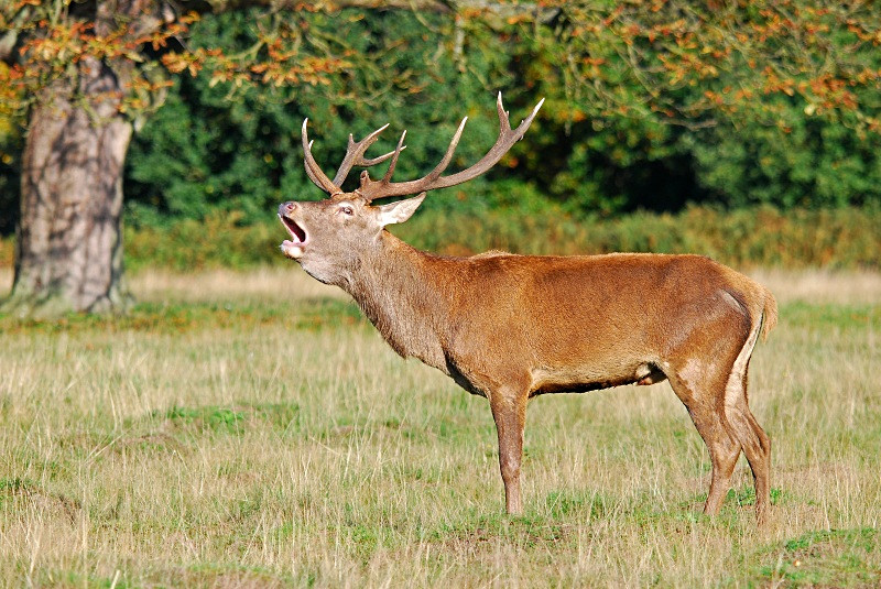 Red Deer - Red Deer