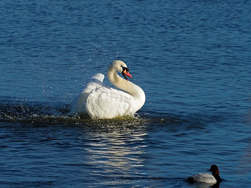 Mute Swan - Mute Swans