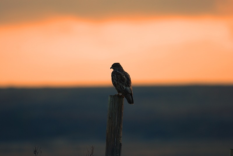 Common Buzzard - Birds of prey