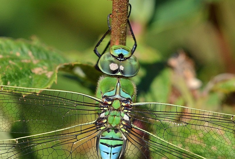 Emperor Dragonfly - Dragonflies and damselflies