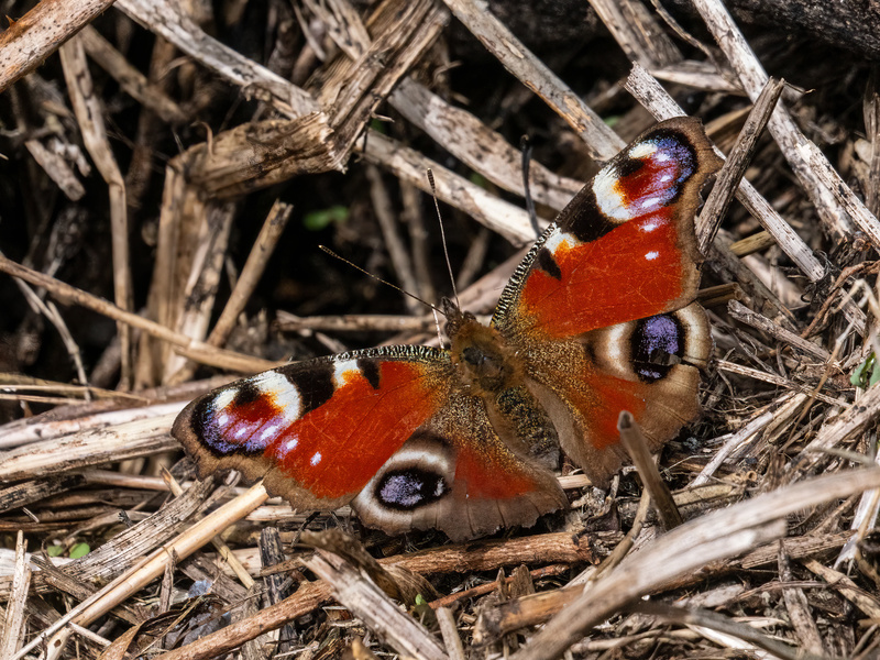 Peacock - Latest photos