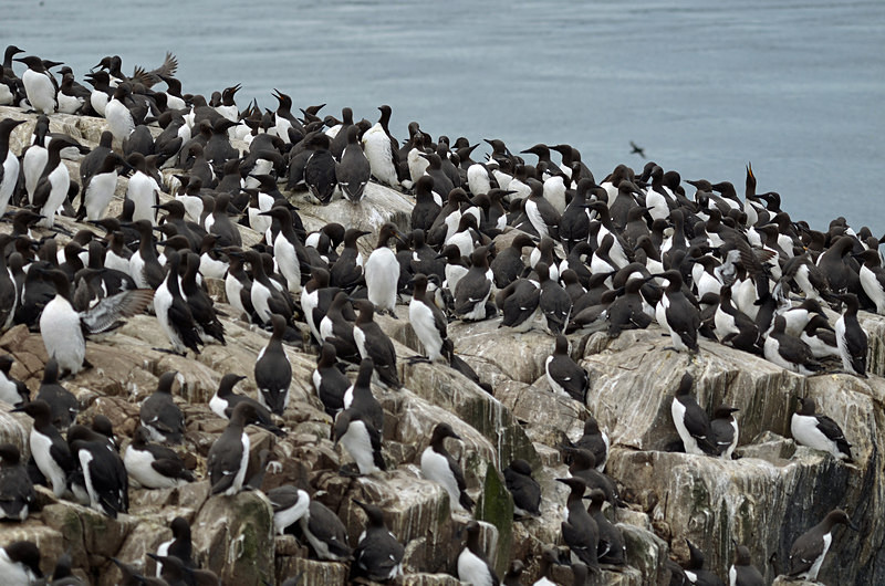 Common Guillemots - Auks